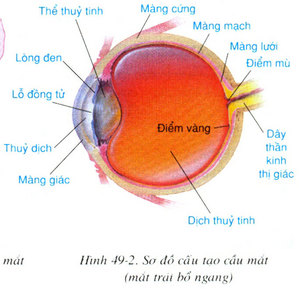 Kết quả hình ảnh cho cầu mắt