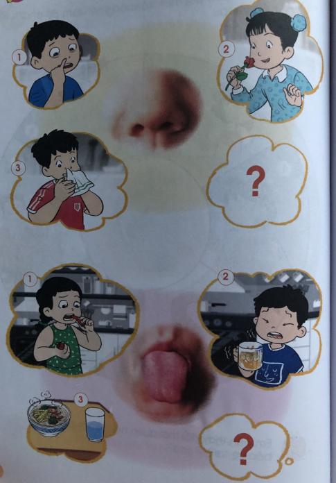 [Cánh diều] Giải tự nhiên và xã hội 1 Bài 15: Các giác quan