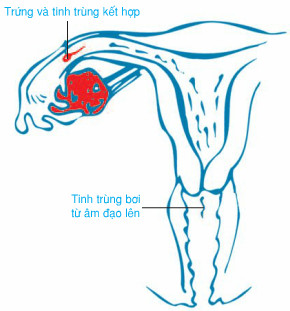 Kết quả hình ảnh cho sự thụ tinh