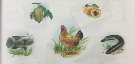 [Cánh điều] Giải Tiếng Việt 1 tập 1 bài 24: Chữ qu, r