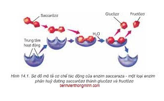 Kết quả hình ảnh cho enzim - cơ chất