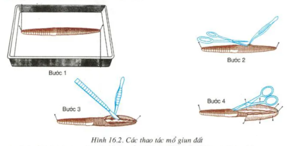 Giải sinh 7 bài 16: Thực hành Mổ và quan sát giun đất