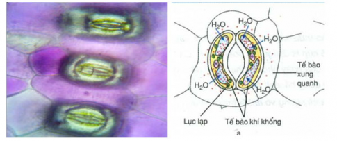 Giải sinh 10 bài 12: Thực hành Thí nghiệm co và phản co nguyên sinh