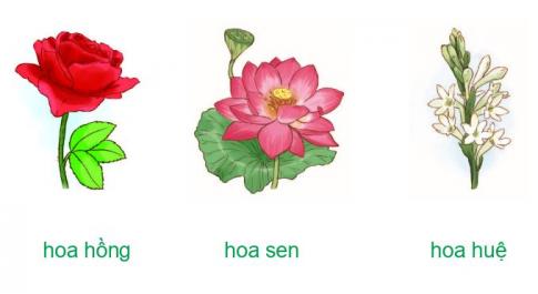 [Phát triển năng lực] Tiếng việt 1 bài 25B: Những bông hoa thơm