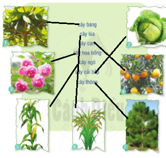 Em biết cây nào trong các loài cây dưới đây? Sắp xếp tên mỗi cây vào nhóm thích hợp...