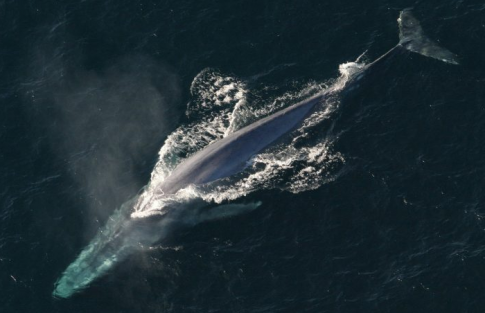 [Cánh Diều] Soạn tiếng Anh 6 Unit 3: Where's the shark?