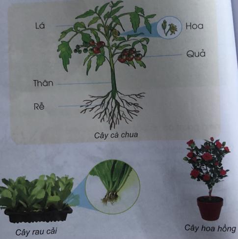 [Cánh diều] Giải tự nhiên và xã hội 1 Bài 10: Cây xanh quanh em