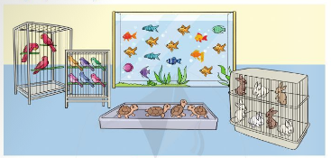 [Cánh diều] Giải toán 2 bài: Ôn tập về một số yếu tố thống kê và xác suất