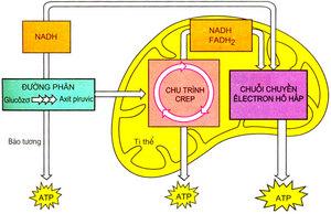Kết quả hình ảnh cho hô hấp tế bào