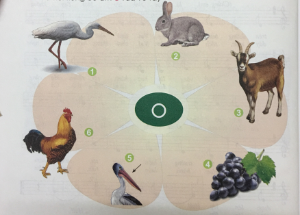  [Cánh diều]Giải tiếng việt 1 bài 4: Chữ cái o, ô