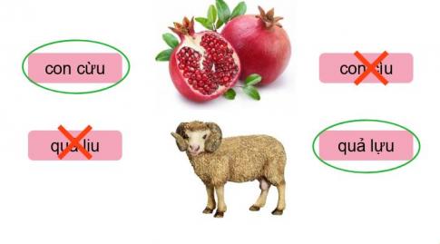 [Phát triển năng lực] Tiếng việt 1 bài 21D: Những người bạn bé nhỏ