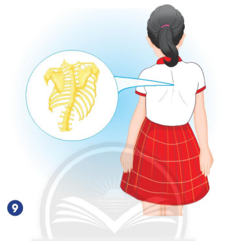 [Chân trời sáng tạo] Soạn tự nhiên và xã hội 2 bài 20: Chăm sóc, bảo vệ cơ quan vận động