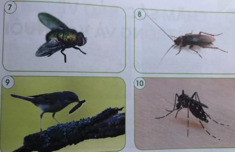 [Cánh diều] Giải tự nhiên và xã hội 1 Bài1: Các con vật quanh em