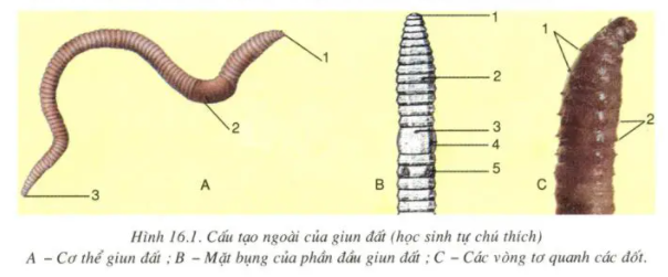 Giải sinh 7 bài 16: Thực hành Mổ và quan sát giun đất