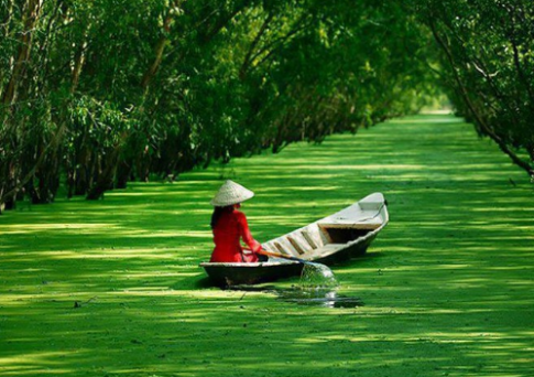 Sưu tầm tranh ảnh hoặc vẽ tranh về sông nước, rừng đước Cà Mau.