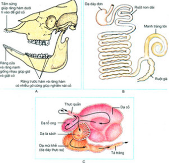 Kết quả hình ảnh cho tiêu hóa đv ăn thực vật