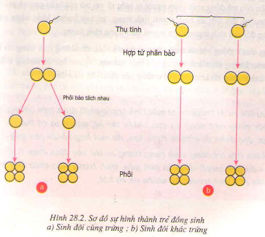 Kết quả hình ảnh cho đồng sinh