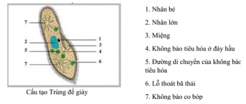 Giải sinh 7 bài 3: Thực hành Quan sát một số động vật nguyên sinh