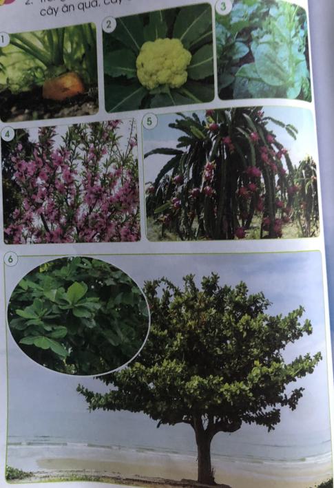 [Cánh diều] Giải tự nhiên và xã hội 1 Bài 10: Cây xanh quanh em