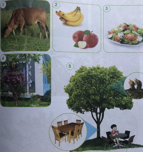 [Cánh diều] Giải tự nhiên và xã hội 1 Bài 10: Cây xanh quanh em