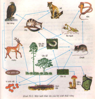 Kết quả hình ảnh cho chuỗi và lưới thức ăn