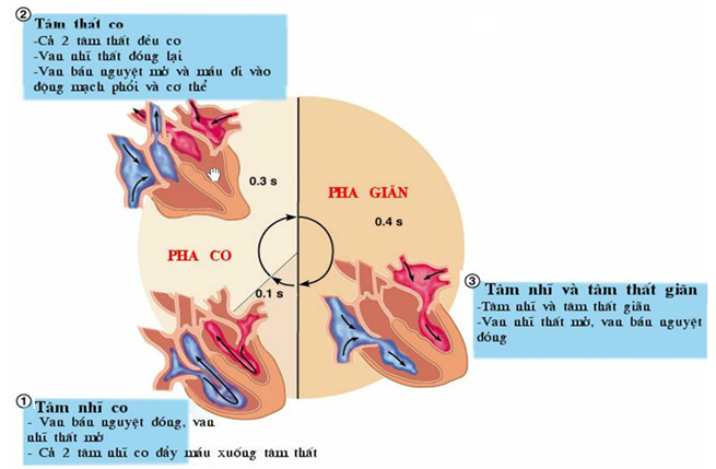 Kết quả hình ảnh cho chu ky hoat dong cua tim