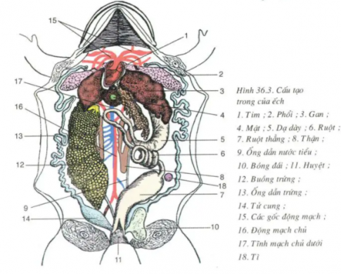Giải sinh 7 bài 36: Thực hành Quan sát cấu tạo trong của ếch đồng trên mẫu mổ