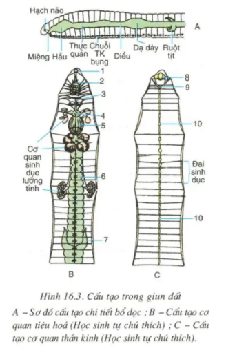 Giải sinh 7 bài 16: Thực hành Mổ và quan sát giun đất