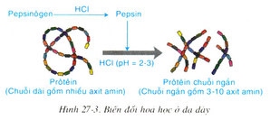 Kết quả hình ảnh cho bien doi hoa hoc ơ da day