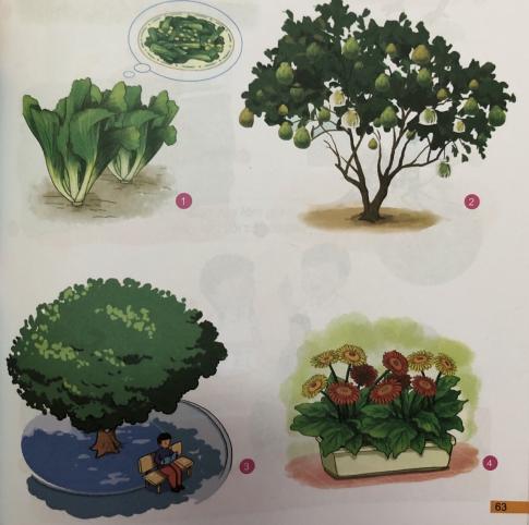 [Phát triển năng lực] Giải tự nhiên và xã hội 1 Bài 19: Cây và con vật đối với con người