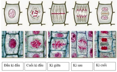 Giải sinh 10 bài 20: Thực hành Quan sát các kì của nguyên phân trên tiêu bản rễ hành