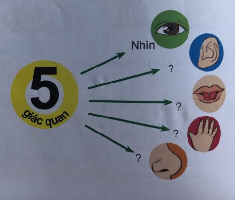 [Cánh diều] Giải tự nhiên và xã hội 1 Bài Ôn tập và đánh giá Chủ đề con người và sức khỏe