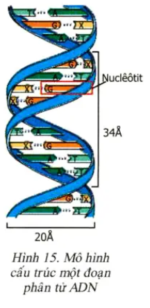 Giải sinh học 9 bài 20: Thực hành Quan sát và lắp mô hình ADN