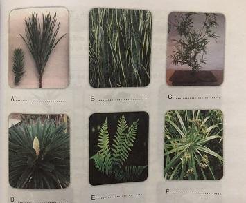 Để cắm một bình hoa người ta cần chuẩn bị những dụng cụ và nguyên liệu nào? Hãy điền vào bảng sau