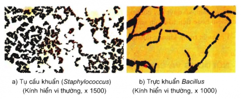 Giải sinh 10 bài 28: Thực hành Quan sát một số vi sinh vật