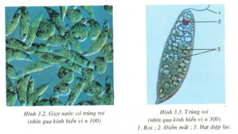 Giải sinh 7 bài 3: Thực hành Quan sát một số động vật nguyên sinh
