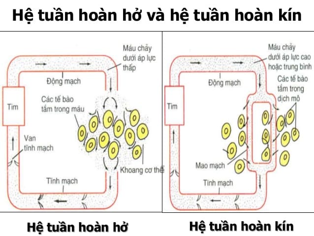 Hình ảnh có liên quan