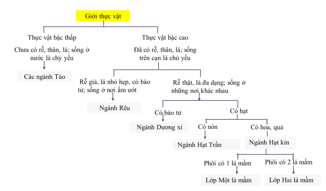 Kết quả hình ảnh cho các ngành thực vật