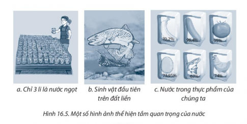 [Chân trời sáng tạo] Giải SBT lịch sử và địa lí 6 bài 16: Thủy quyển. Vòng tuần hoàn nước. Nước ngầm, băng hà