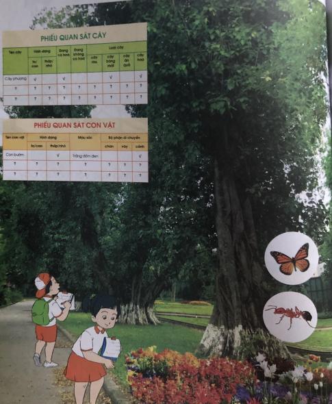 [Cánh diều] Giải tự nhiên và xã hội 1 Bài 13: Thực hành Quan sát cây xanh và các con vật