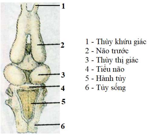 Giải sinh 7 bài 36: Thực hành Quan sát cấu tạo trong của ếch đồng trên mẫu mổ