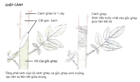 Giải sinh 11 bài 43: Thực hành nhân giống vô tính ở thực vật bằng giâm, chiết, ghép
