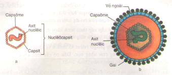 Kết quả hình ảnh cho cấu trúc của virut