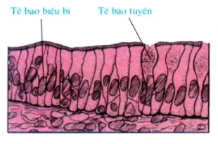 Giải sinh 8 bài 5: Thực hành Quan sát tế bào và mô