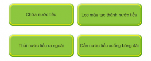 [Kết nối tri thức và cuộc sống] Giải tự nhiên xã hội 2 bài 25: Tìm hiểu cơ quan bài tiết nước tiểu [nid:78087]