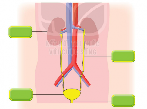 [Kết nối tri thức và cuộc sống] Giải tự nhiên xã hội 2 bài 25: Tìm hiểu cơ quan bài tiết nước tiểu [nid:78087]