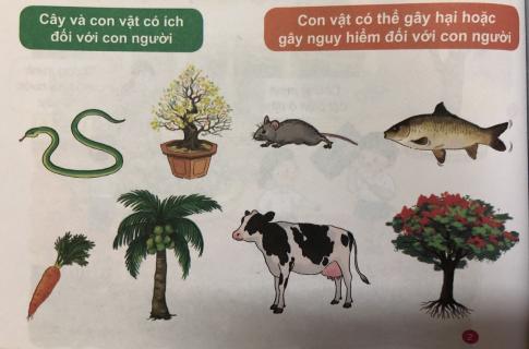 [Phát triển năng lực] Giải tự nhiên và xã hội 1 Bài 21: Ôn tập chủ đề Động vật và thực vật