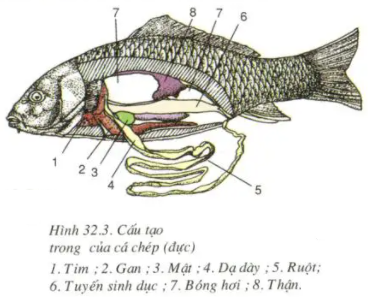 Giải sinh 7 bài 32: Thực hành Mổ cá