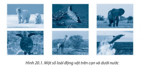 [CTST] Giải SBT lịch sử và địa lí 6 bài 20: Sinh vật và sự phân bố các đới thiên nhiên