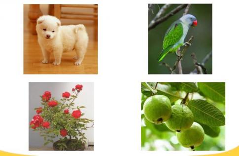 [Phát triển năng lực] Tiếng việt 1 bài 30A: Tình yêu thương